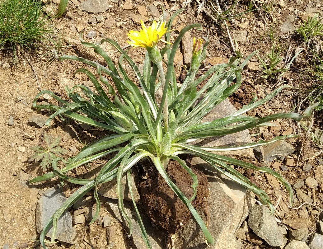 Image of genus Scorzonera specimen.