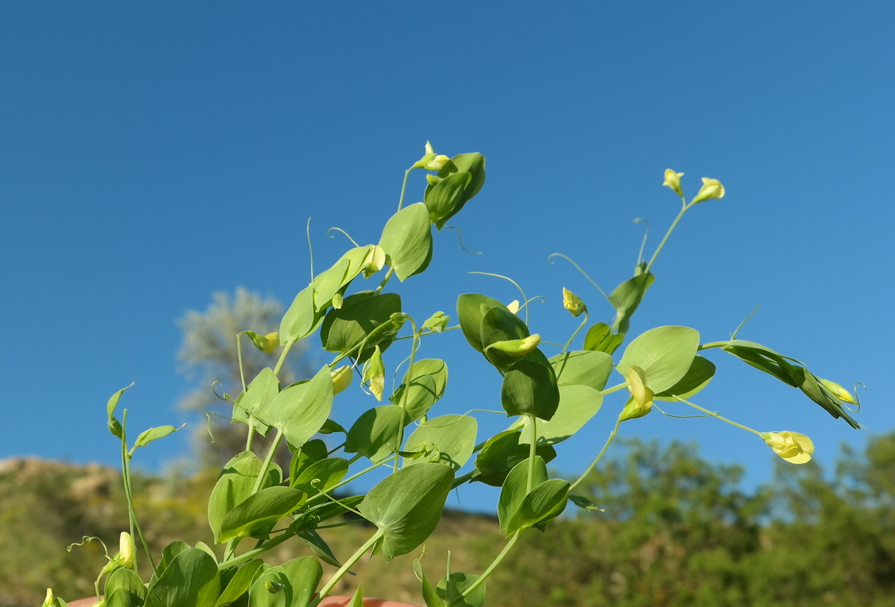 Image of Lathyrus aphaca specimen.