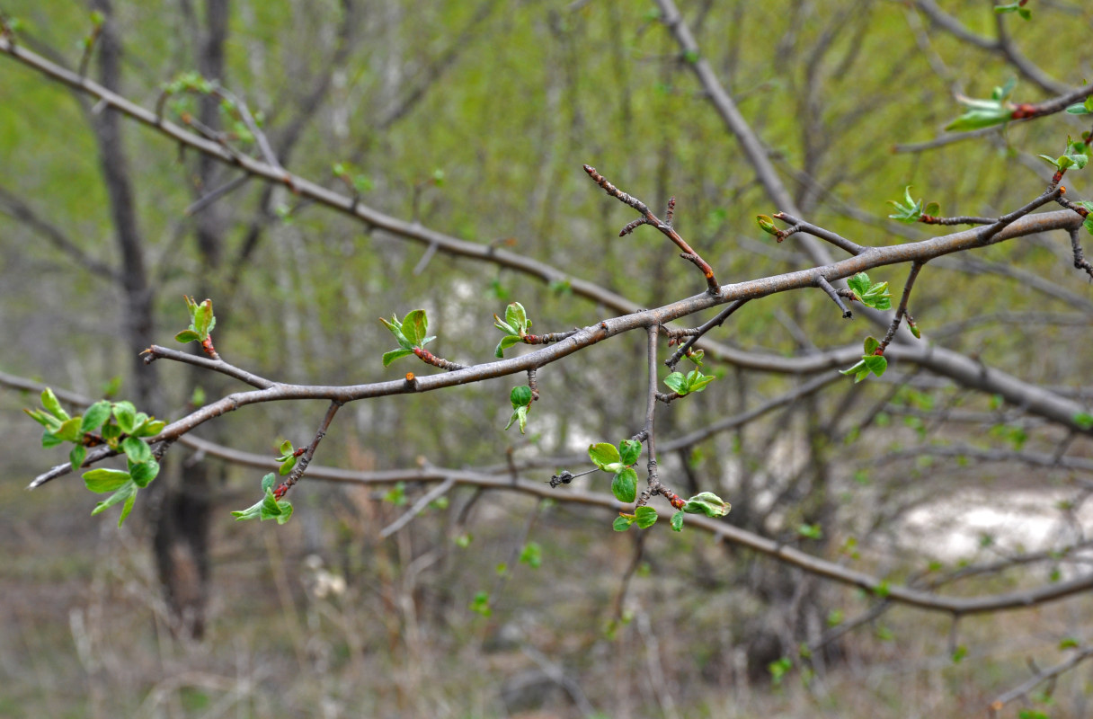 Image of genus Malus specimen.