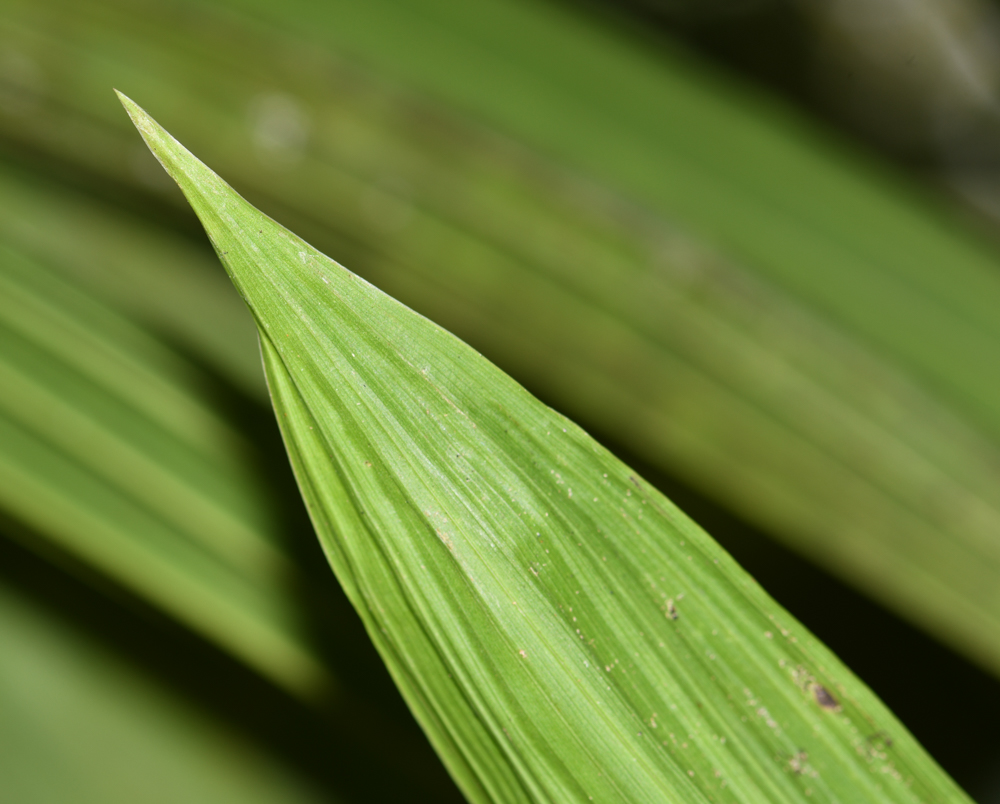 Image of Sudamerlycaste locusta specimen.