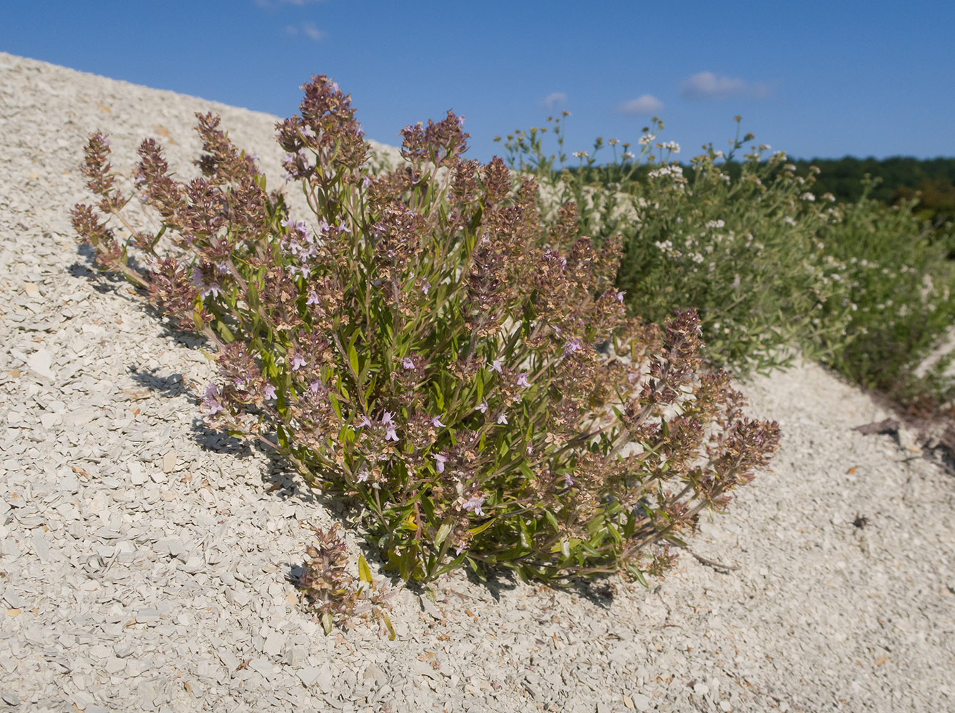 Изображение особи род Thymus.