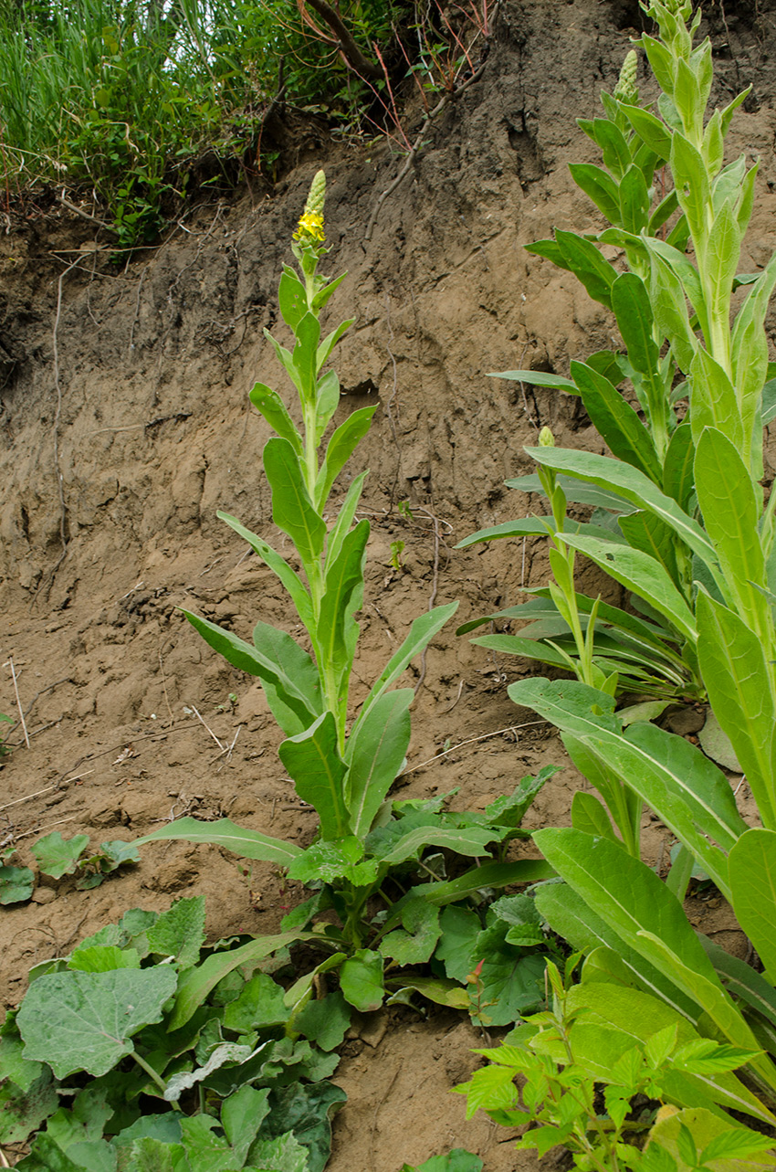 Изображение особи Verbascum thapsus.