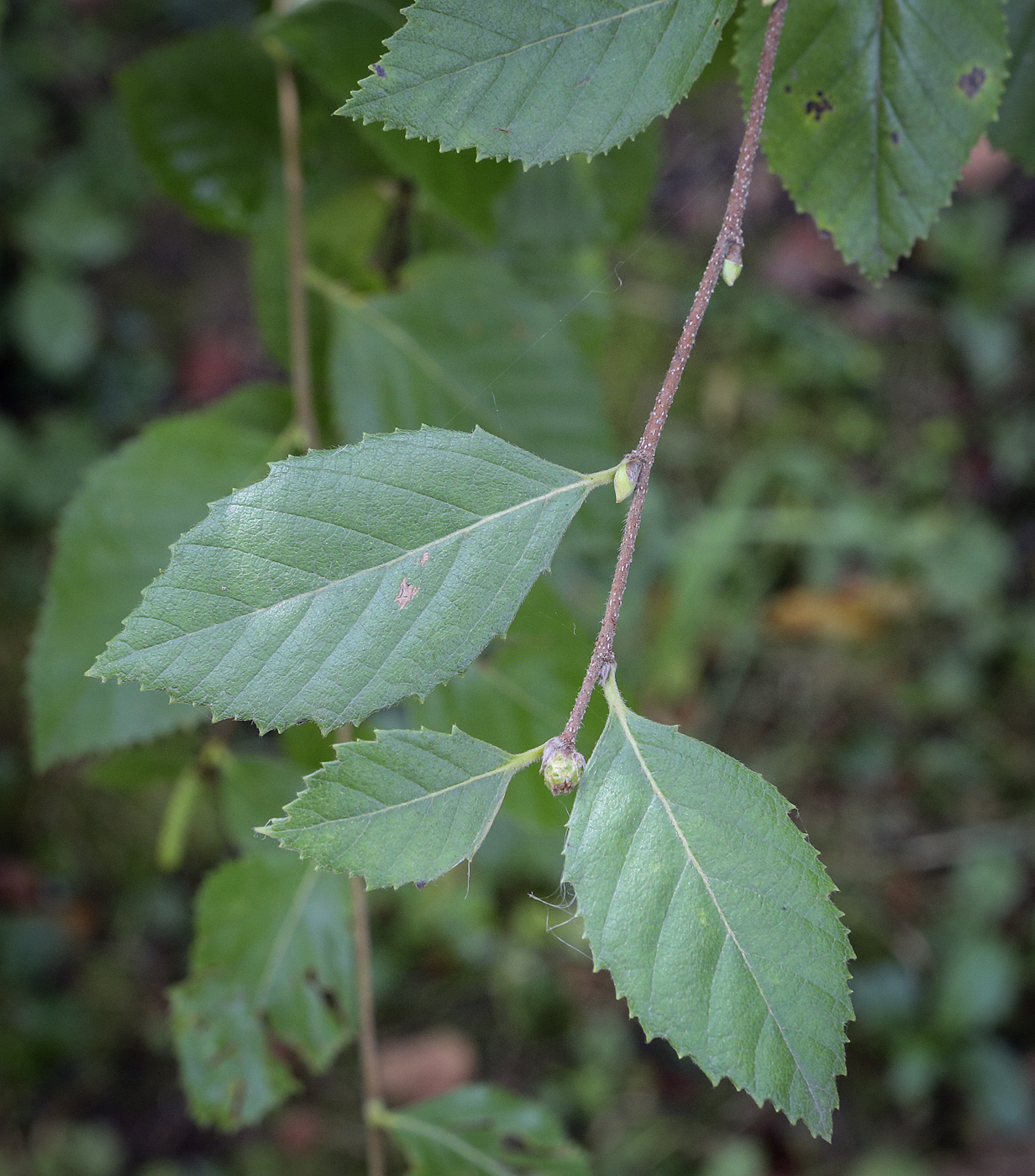 Image of Betula ovalifolia specimen.