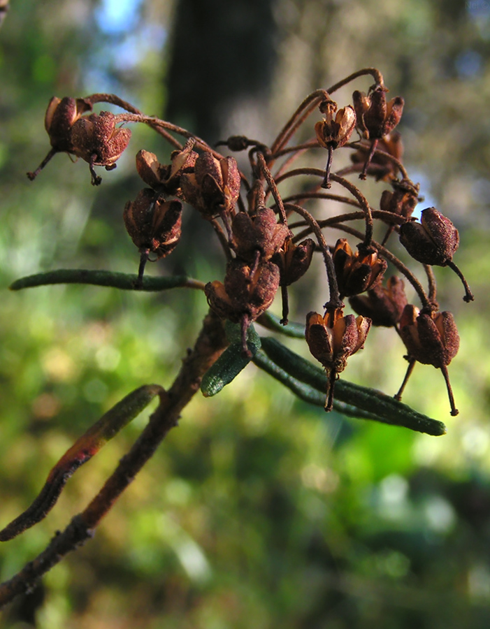 Image of Ledum palustre specimen.