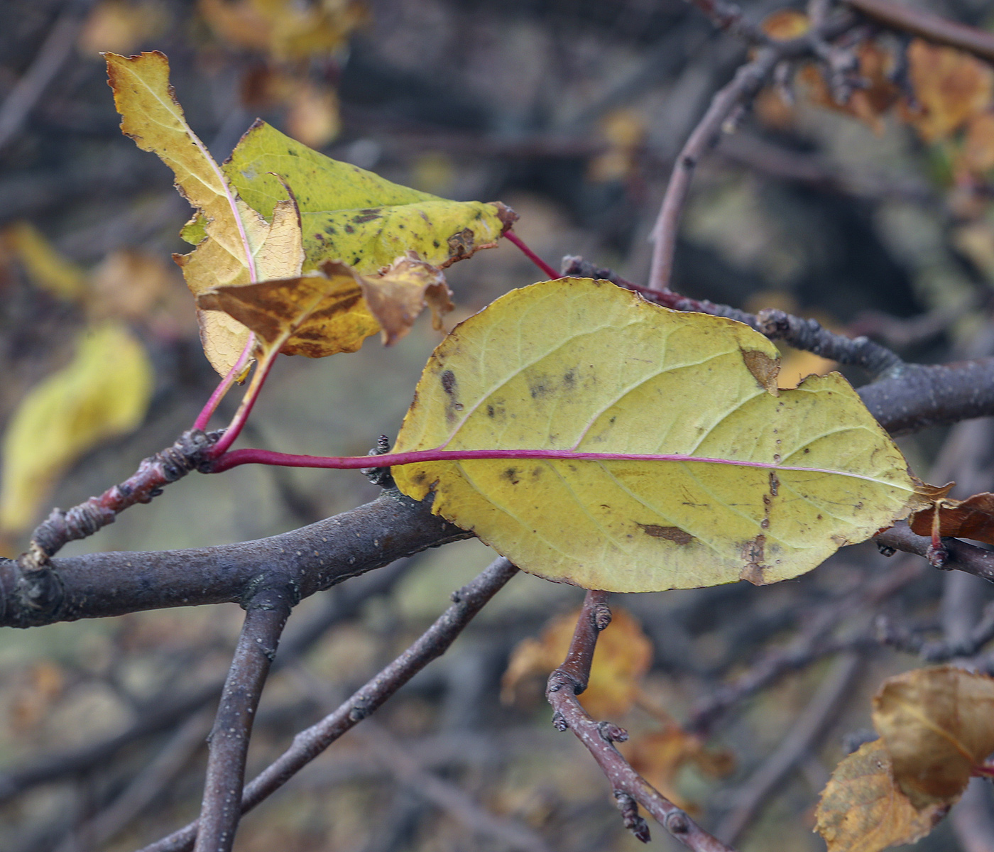 Image of Malus domestica specimen.