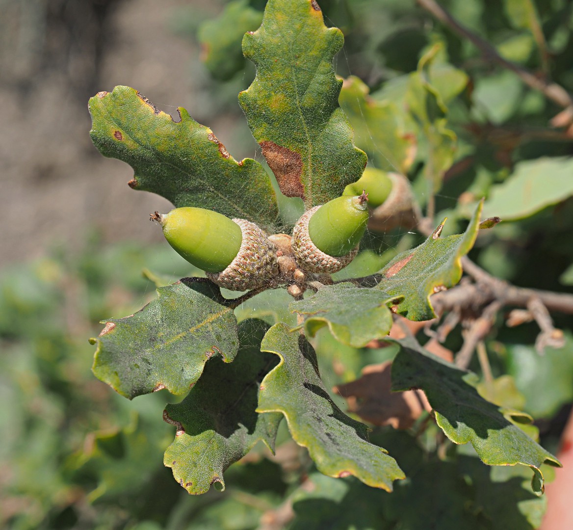 Изображение особи Quercus pubescens.