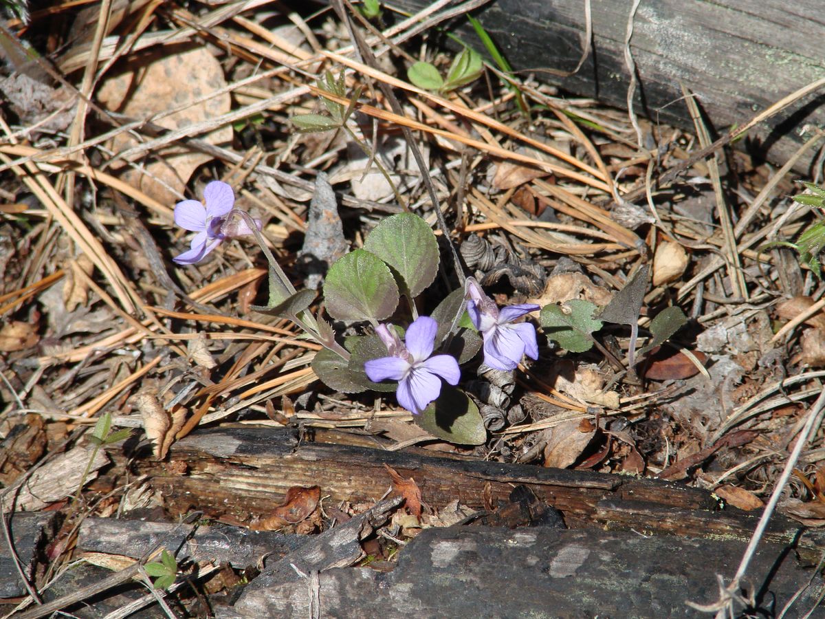 Image of Viola sacchalinensis specimen.