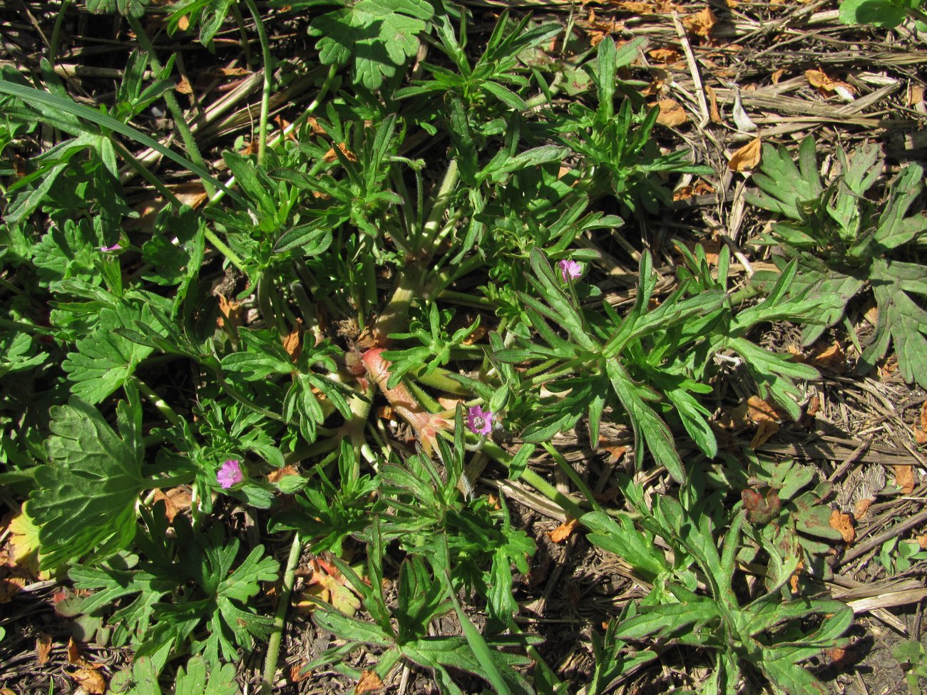 Изображение особи Geranium dissectum.