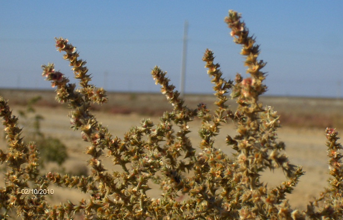 Изображение особи род Salsola.