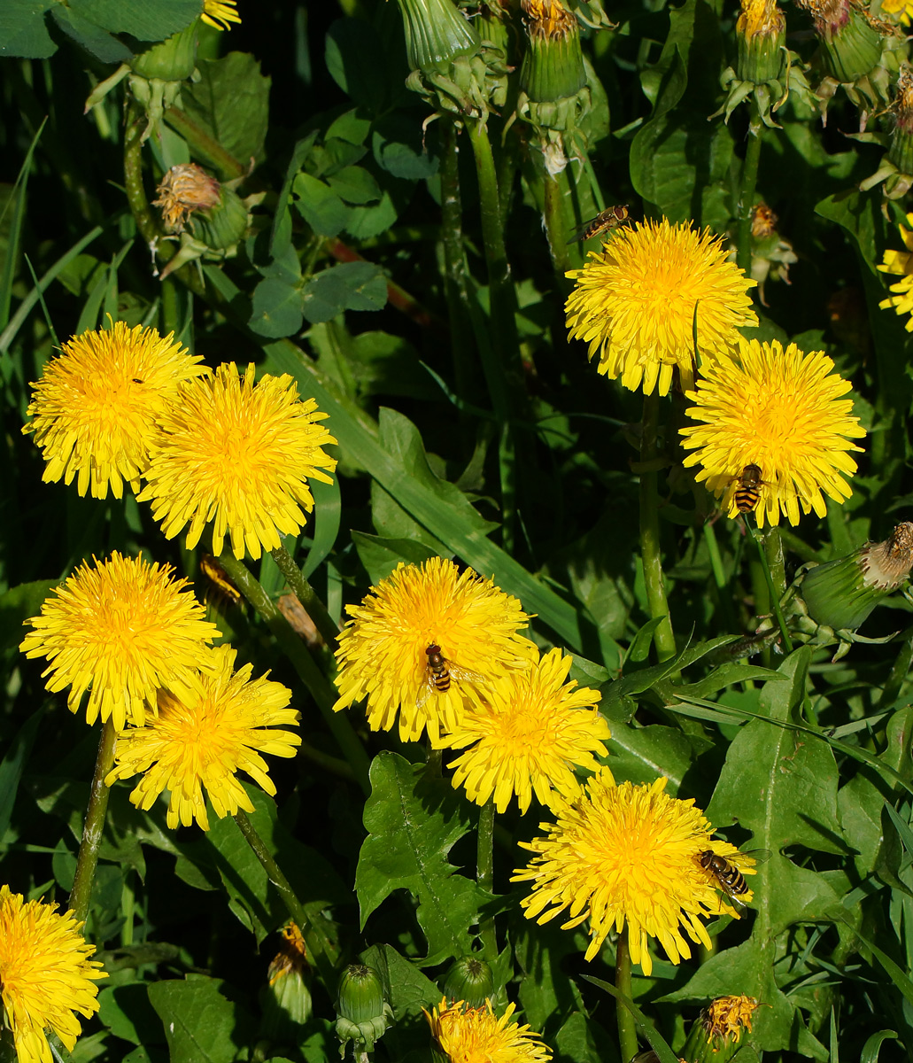 Image of Taraxacum officinale specimen.