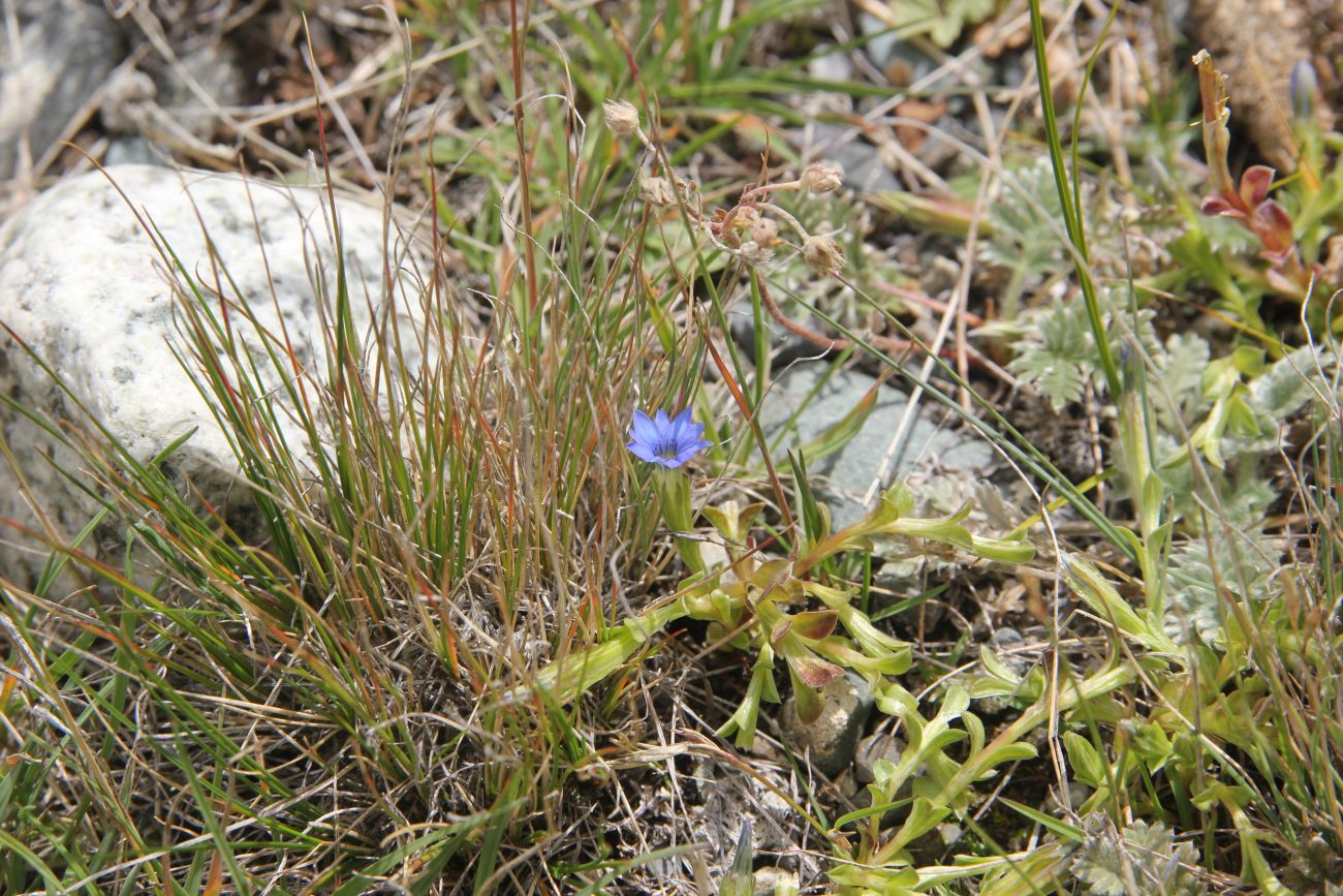 Image of Gentiana pseudoaquatica specimen.