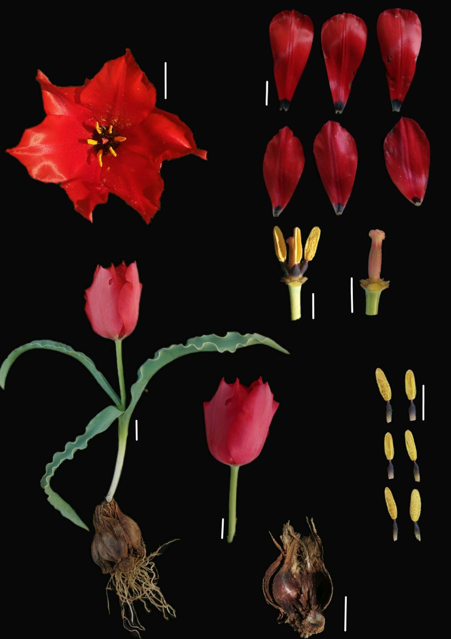 Image of Tulipa korolkowii specimen.