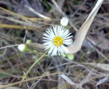 Erigeron annuus