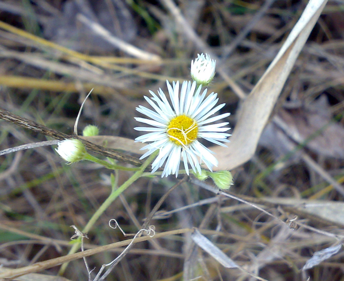 Image of Erigeron annuus specimen.