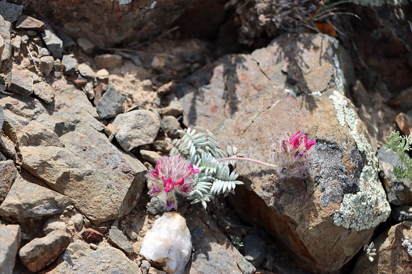 Изображение особи Oxytropis trichocalycina.