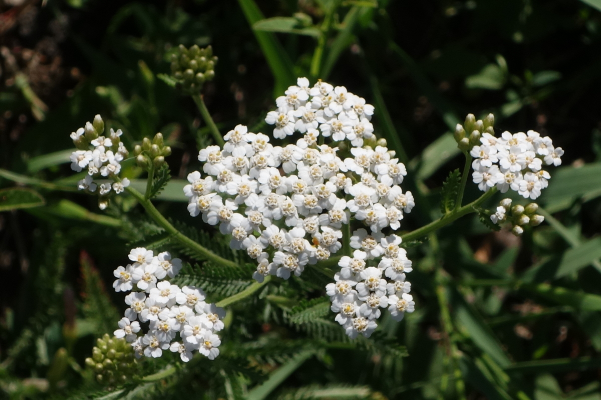 Изображение особи Achillea millefolium.