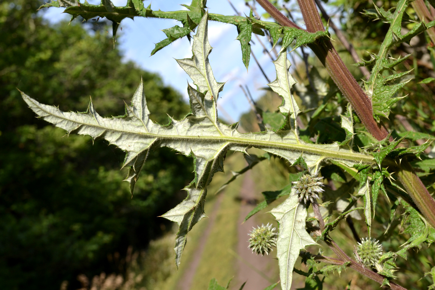 Изображение особи Echinops sphaerocephalus.