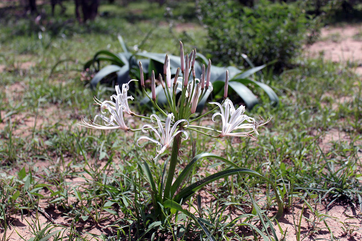 Изображение особи род Crinum.