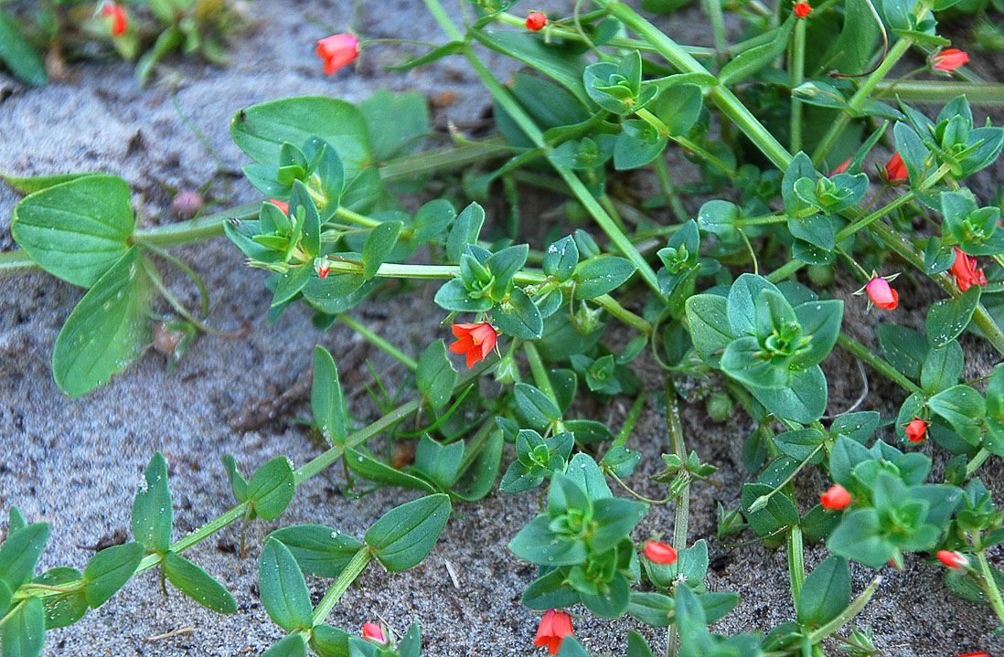 Изображение особи Anagallis arvensis.