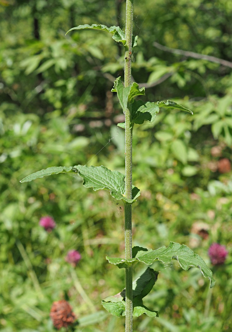 Image of Campanula bononiensis specimen.