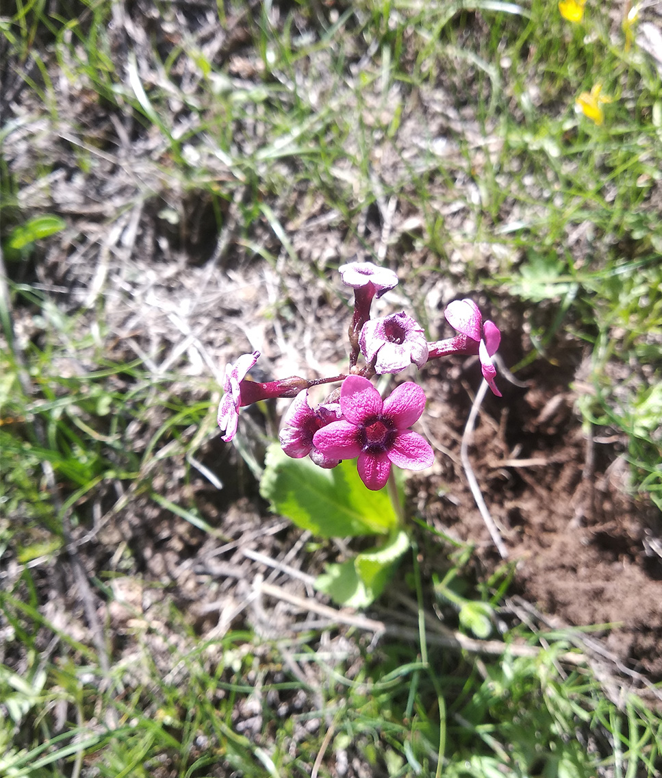 Изображение особи Primula fedtschenkoi.