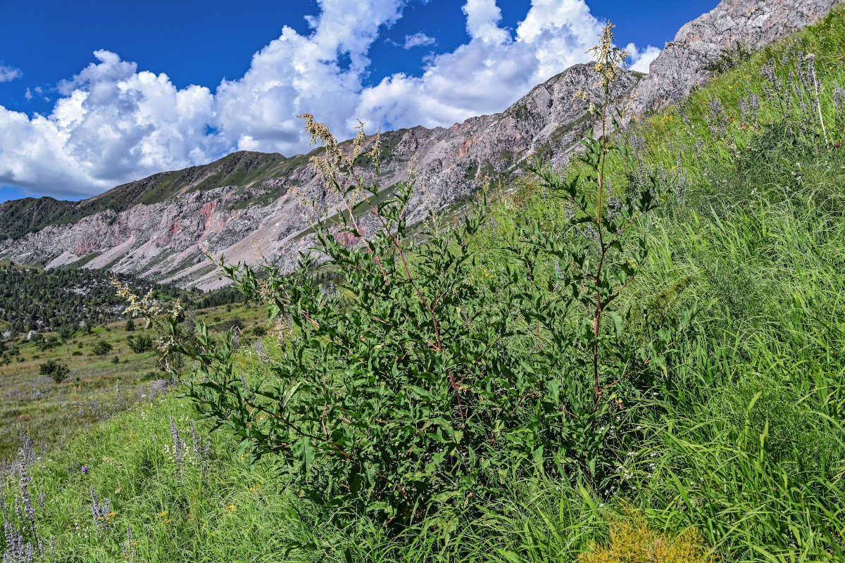 Изображение особи Aconogonon alpinum.