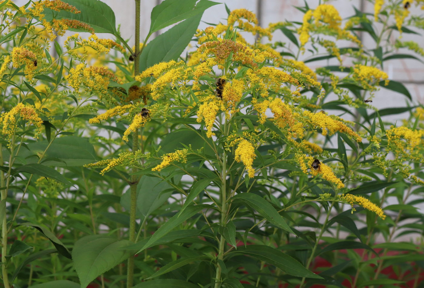 Изображение особи Solidago gigantea.