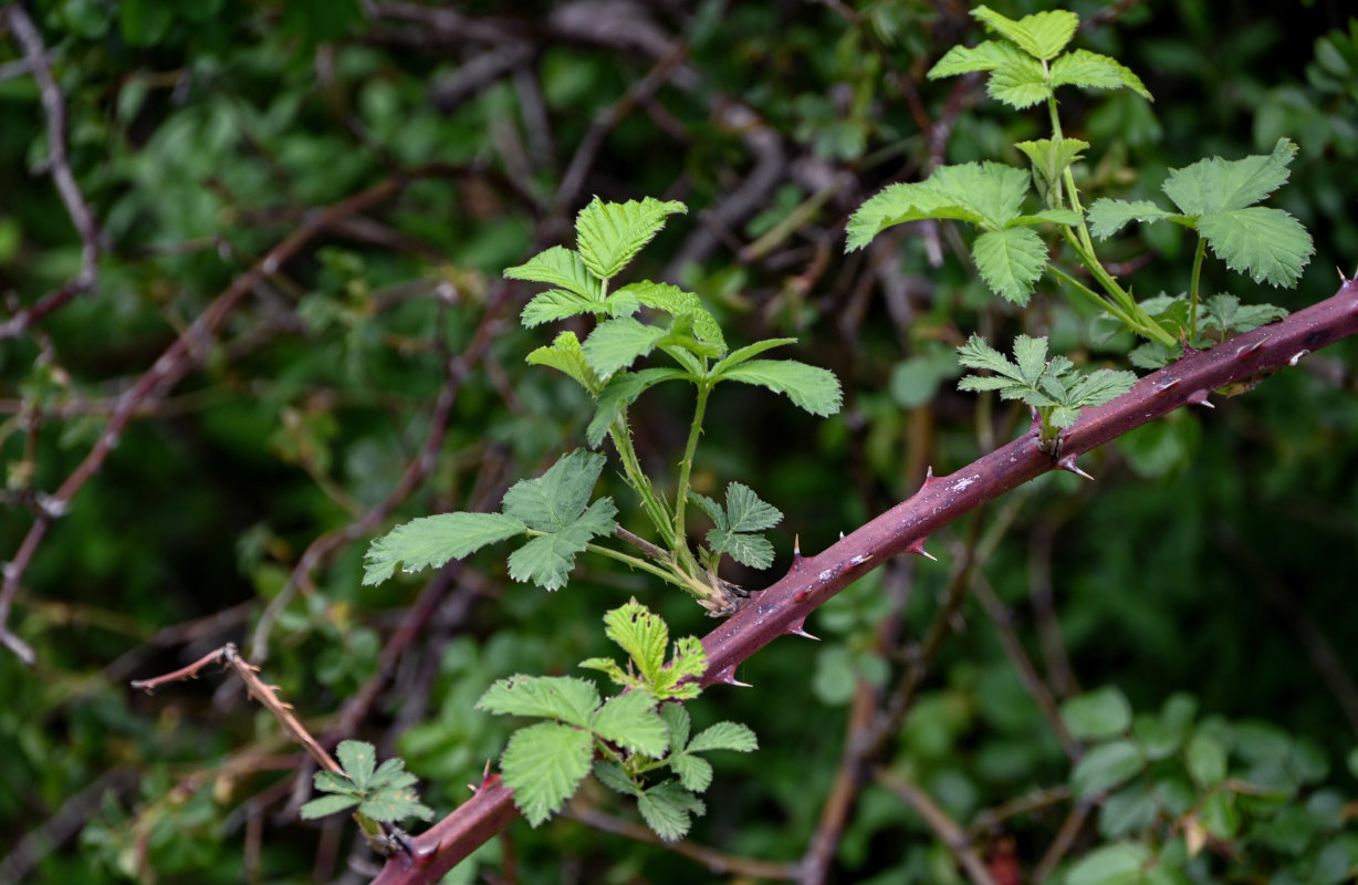 Изображение особи Rubus sanctus.