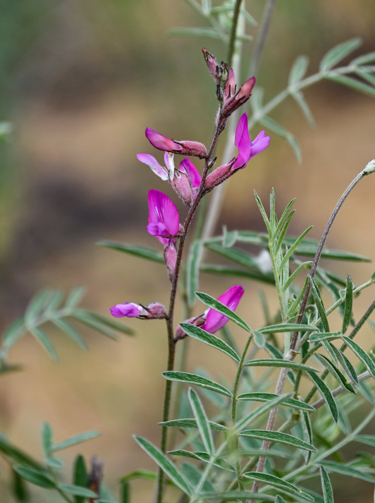 Изображение особи Astragalus barbidens.