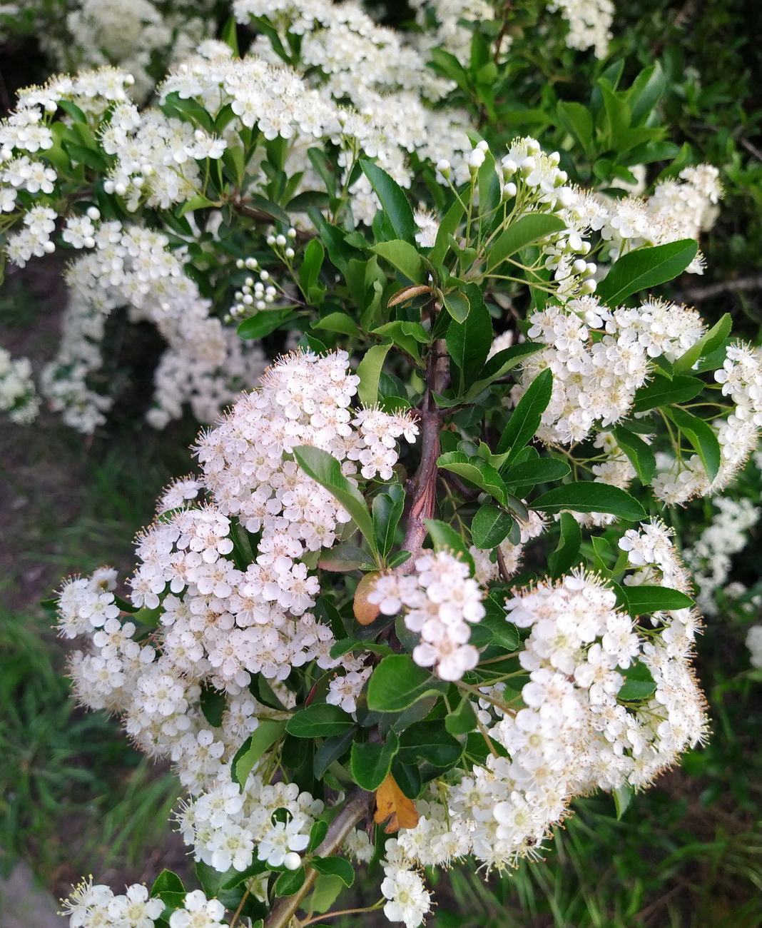 Image of genus Pyracantha specimen.