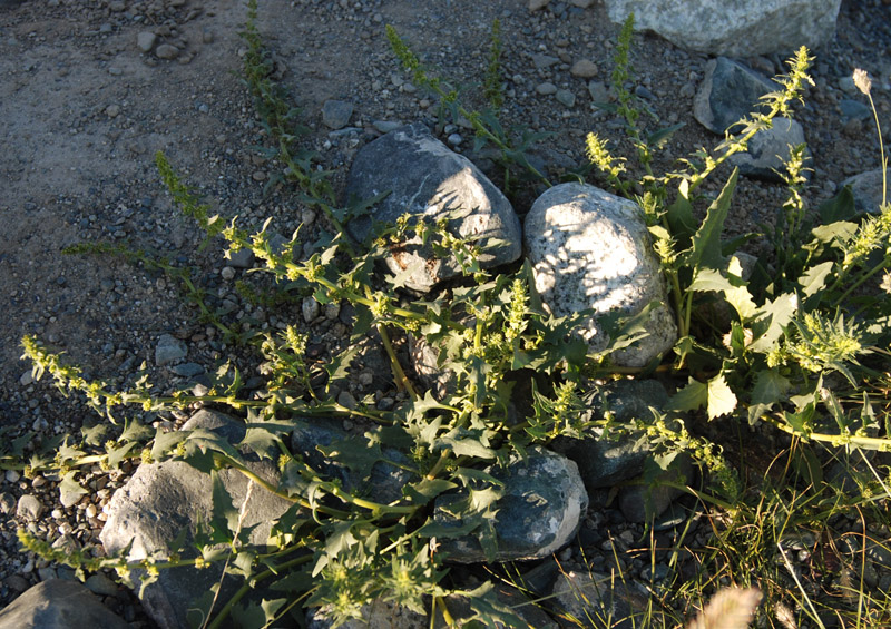 Image of Blitum virgatum specimen.