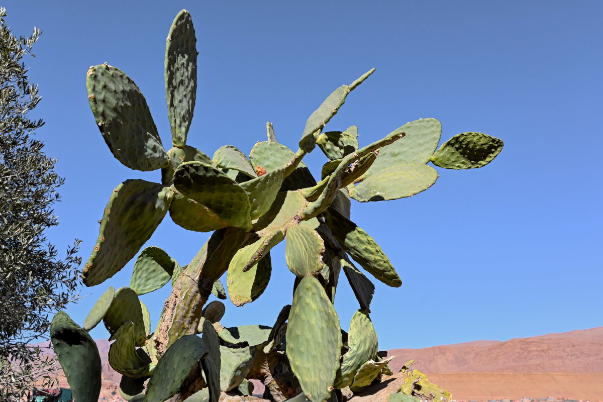 Изображение особи Opuntia ficus-indica.