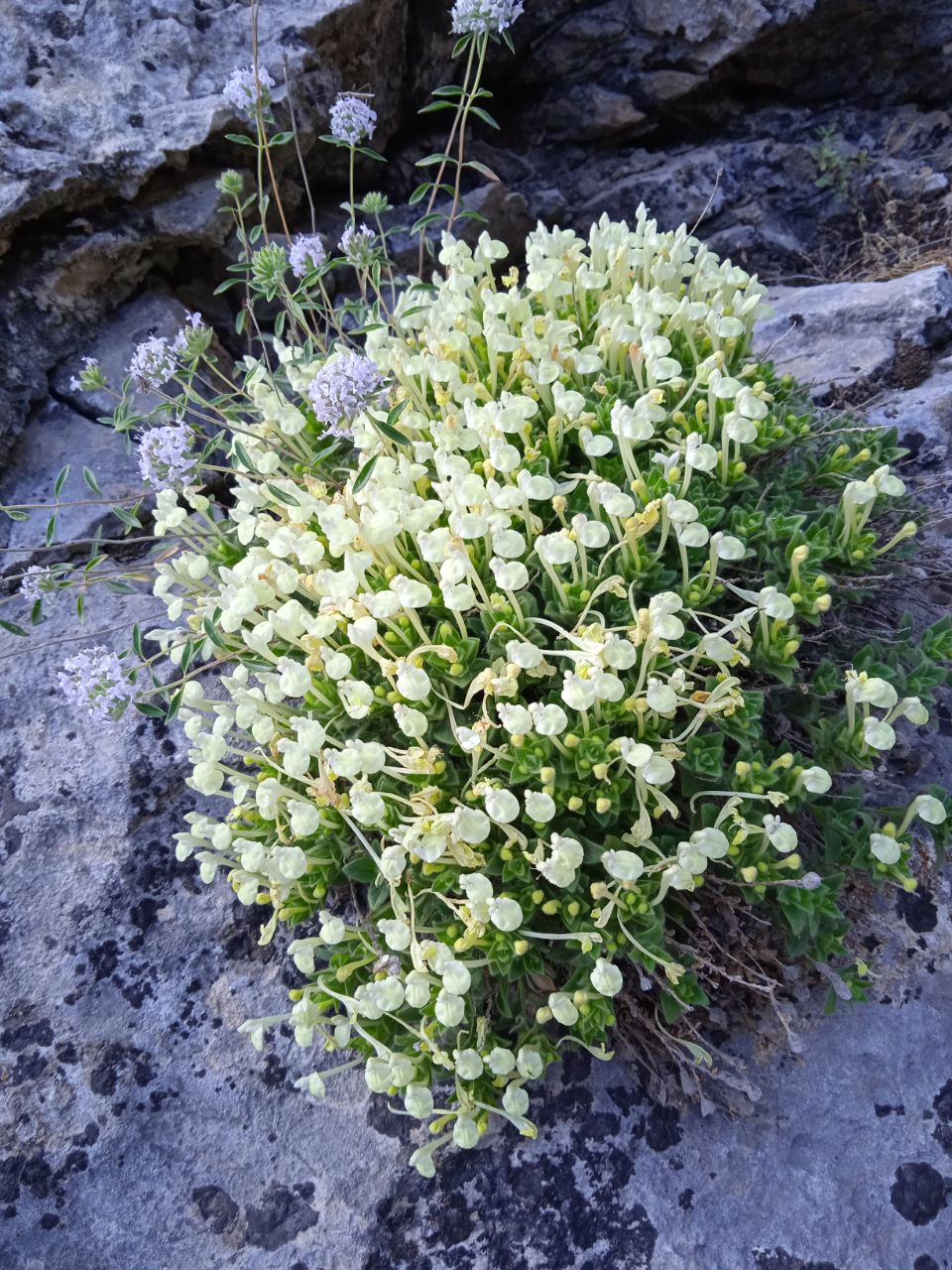 Image of Scutellaria immaculata specimen.