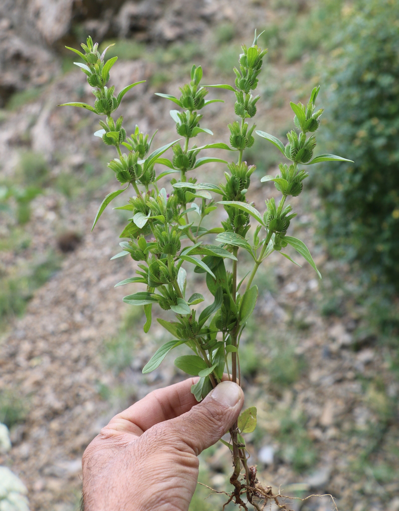 Image of Lallemantia peltata specimen.