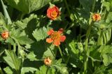 Geum quellyon