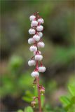 Pyrola minor