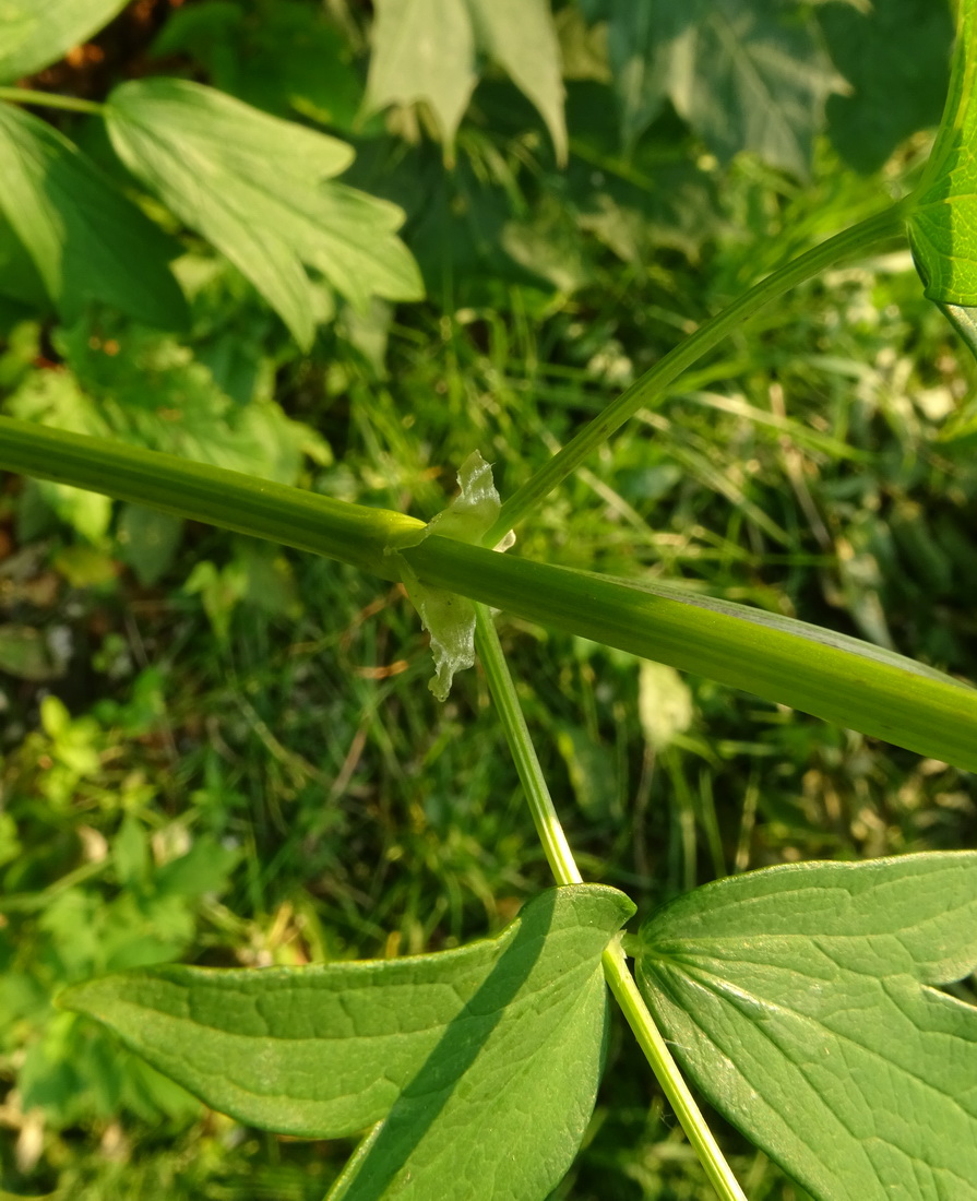 Image of Thalictrum flavum specimen.