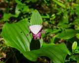 Cypripedium guttatum