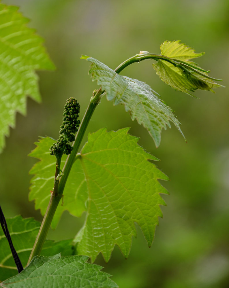 Изображение особи Vitis vinifera.