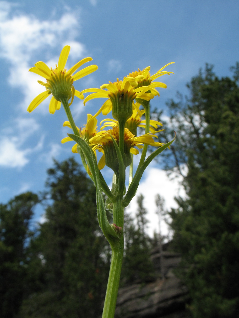 Изображение особи Tephroseris integrifolia.