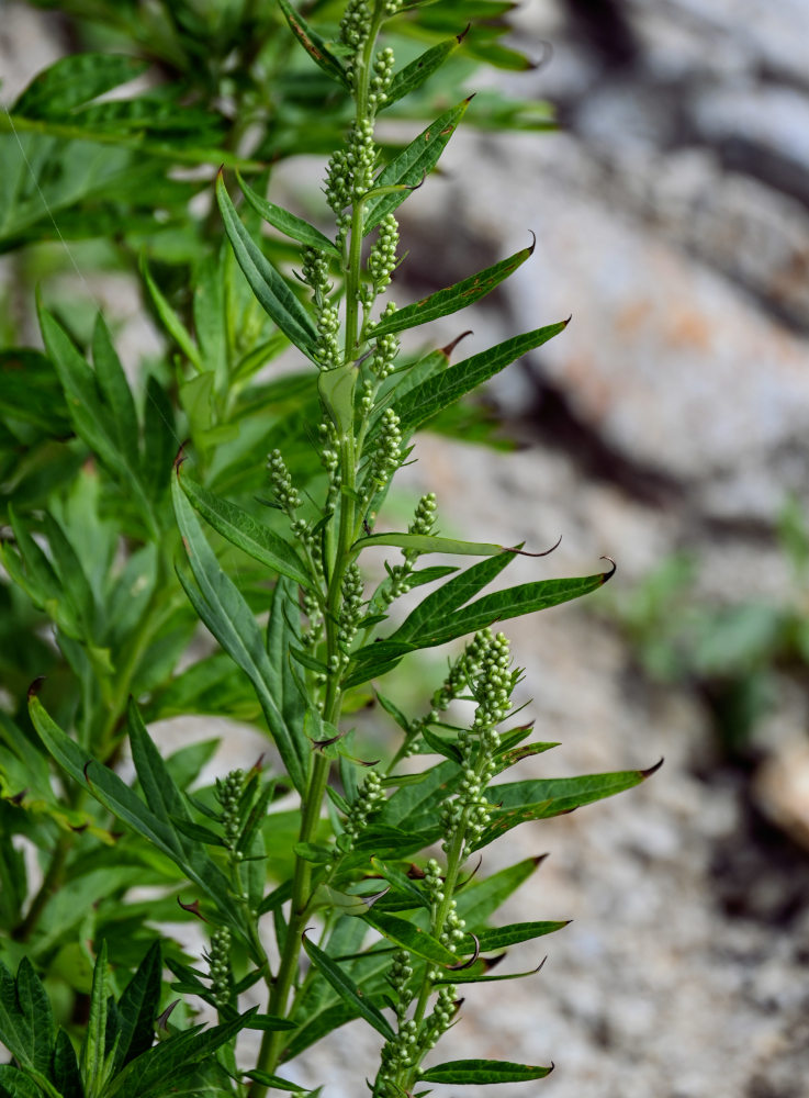 Image of Artemisia montana specimen.