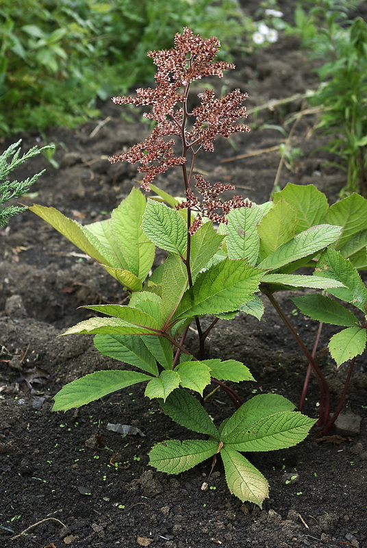 Image of genus Rodgersia specimen.