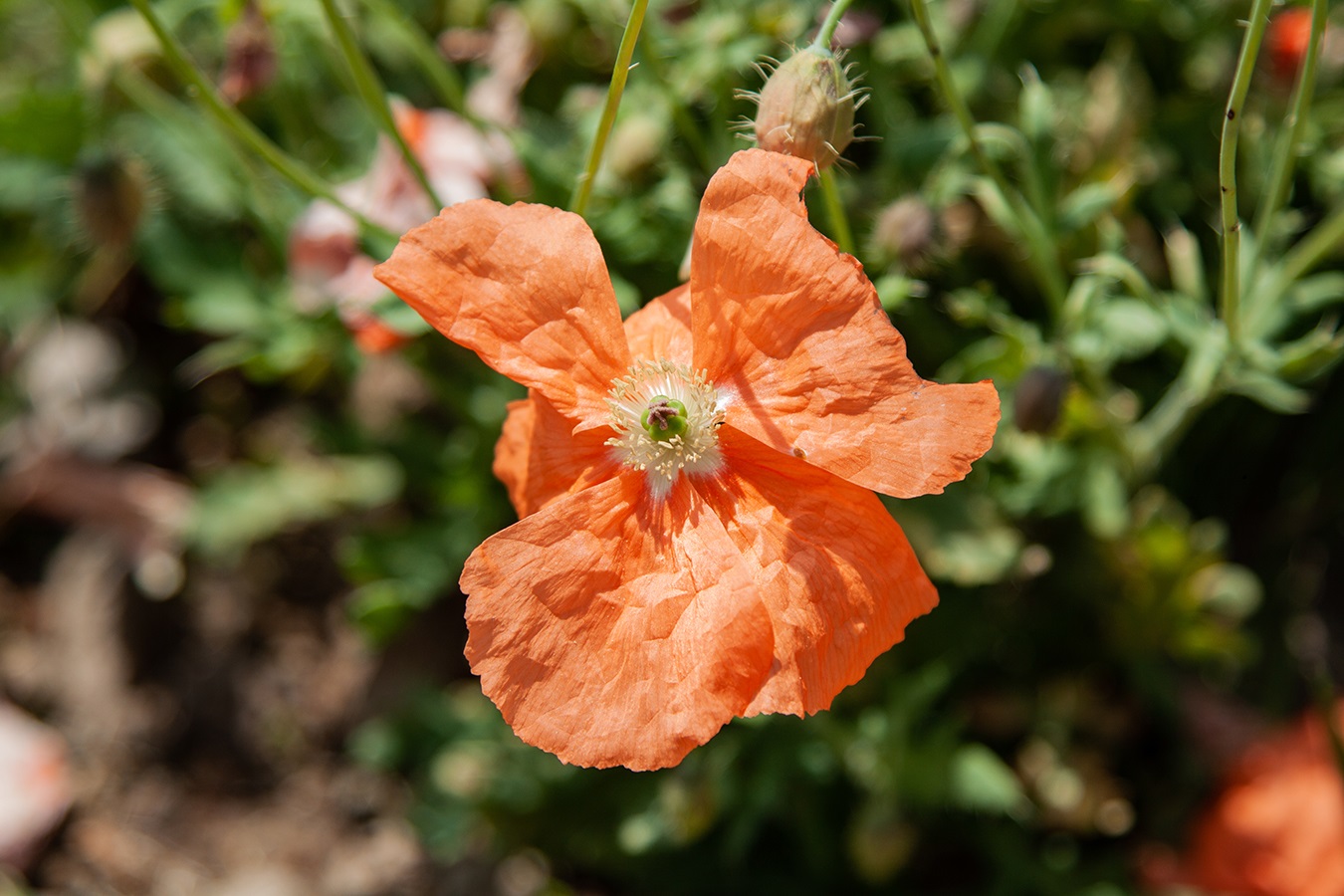 Image of Papaver armeniacum specimen.