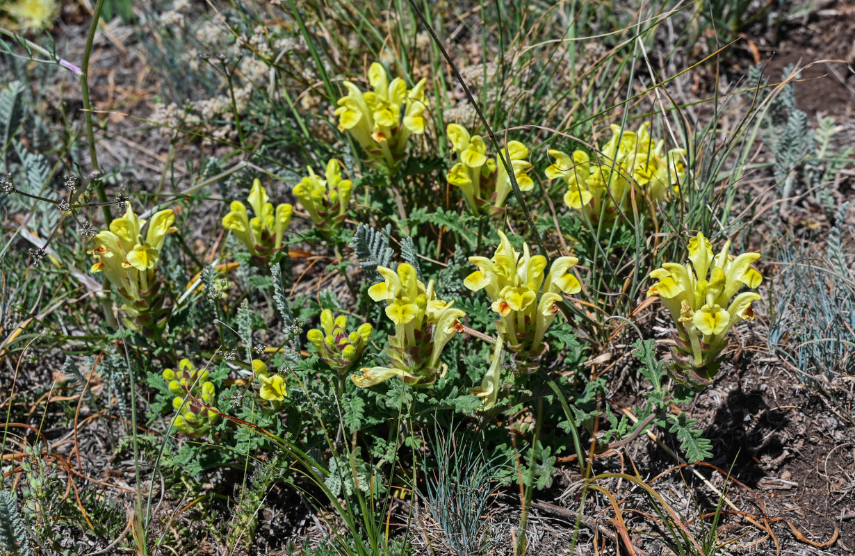 Image of Scutellaria sosnovskyi specimen.