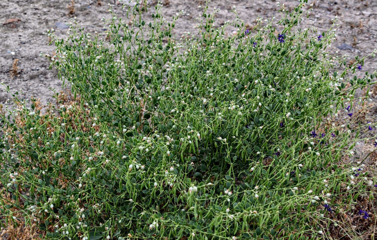 Image of Zygophyllum fabago specimen.