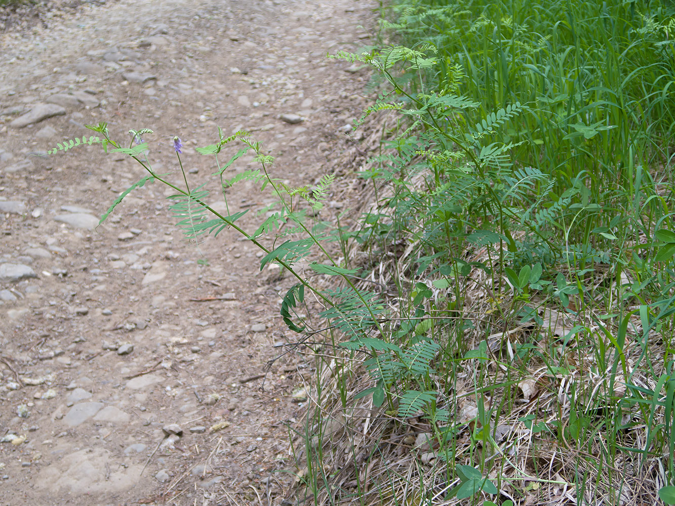 Изображение особи Vicia cracca.