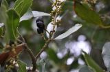 Laurus nobilis. Ветвь с плодами. Греция, Халкидики. 02.02.2009.