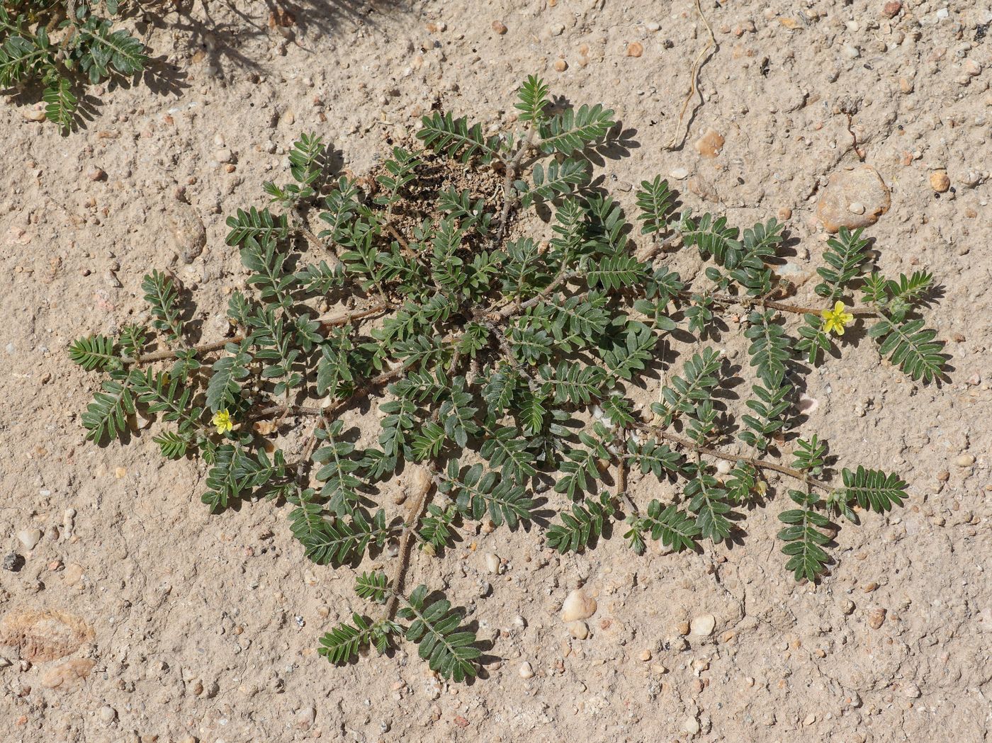 Image of Tribulus terrestris specimen.