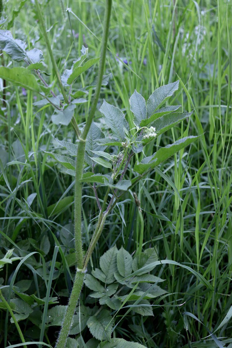 Image of Chaerophyllum aromaticum specimen.