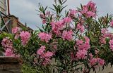 Nerium oleander